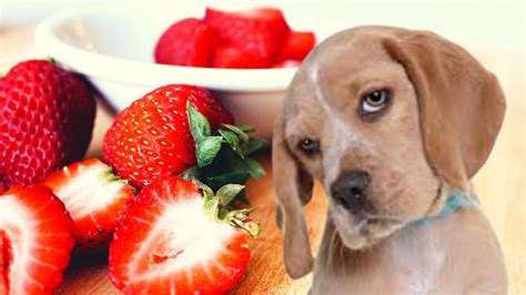 cachorro pode comer morango